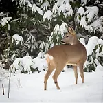 Bosrust Op De Veluwe *
