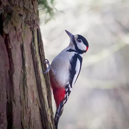 Vrijstaand In Het Bos Met Prive Sauna *