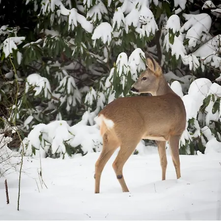 Vrijstaand In Het Bos Met Prive Sauna *