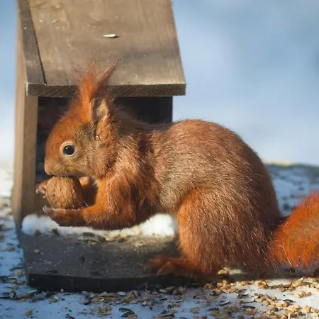 Vrijstaand In Het Bos Met Prive Sauna Feriehus Beekbergen