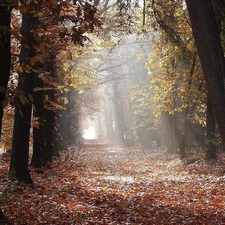 Feriehus Vrijstaand In Het Bos Met Prive Sauna