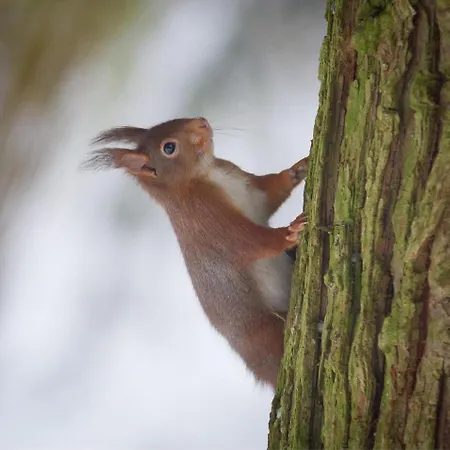 Vrijstaand In Het Bos Met Prive Sauna Feriehus *