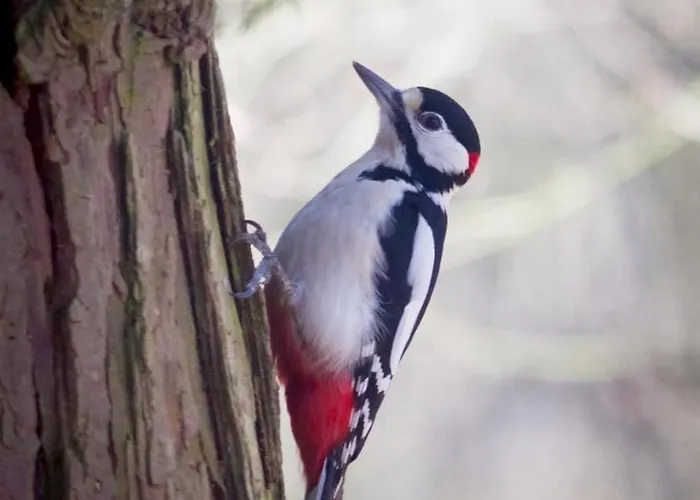 Bosrust Op De Veluwe *
