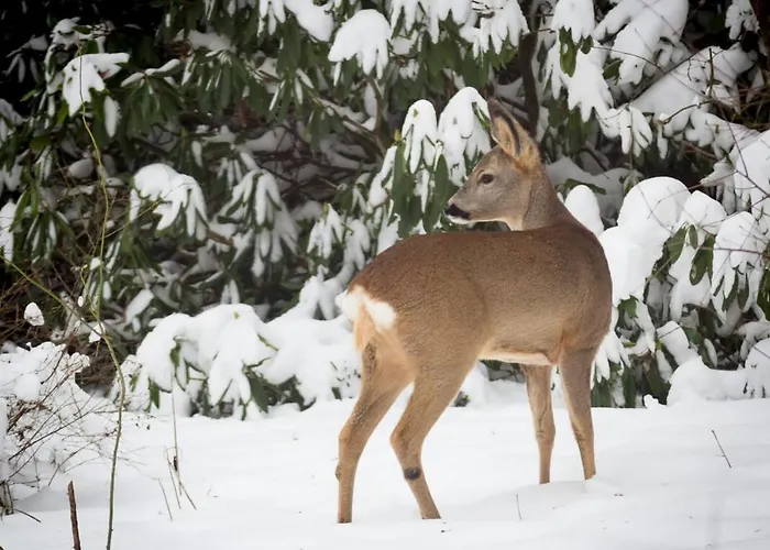 Bosrust Op De Veluwe *