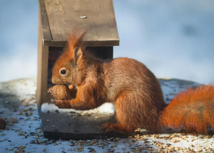 Bosrust Op De Veluwe Vakantiehuis Beekbergen