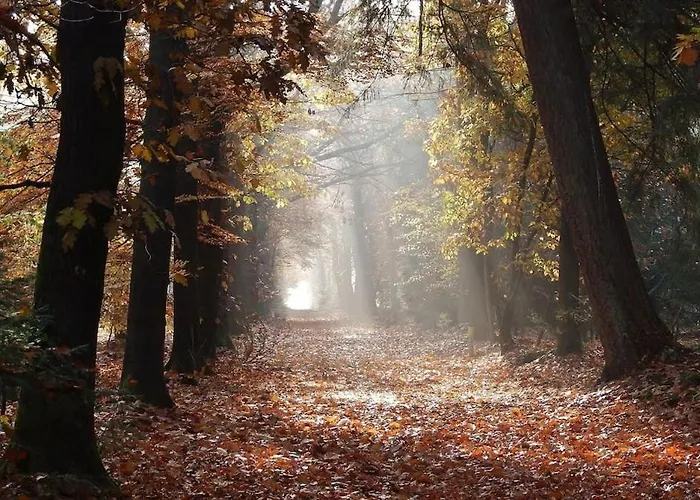 Vakantiehuis Bosrust Op De Veluwe