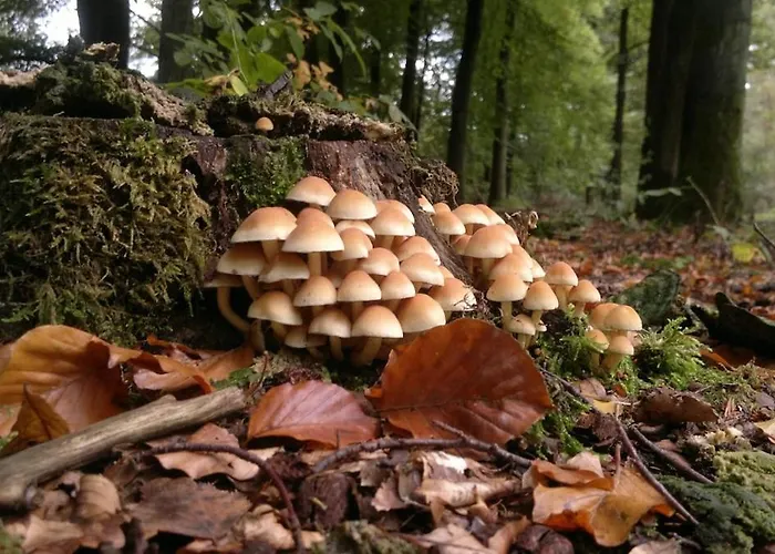 Bosrust Op De Veluwe Vakantiehuis