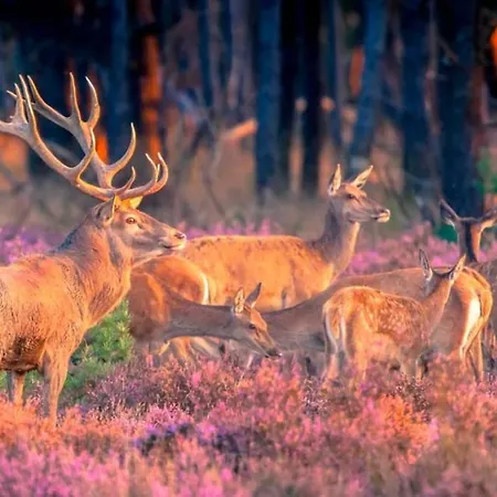 Vrijstaand In Het Bos Met Prive Sauna