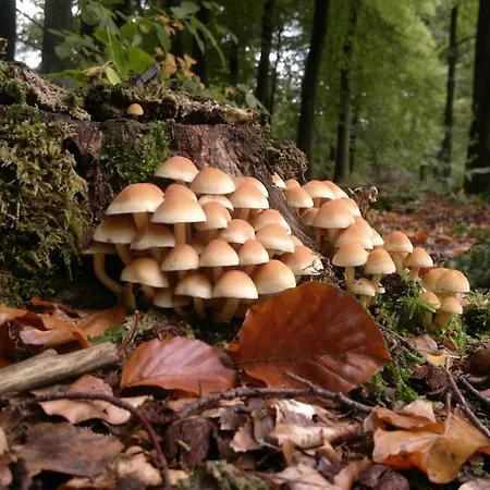 Vrijstaand In Het Bos Met Prive Sauna Tatil Evi