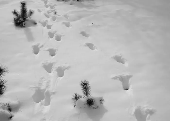 Semesterbostad Vrijstaand In Het Bos Met Prive Sauna Beekbergen