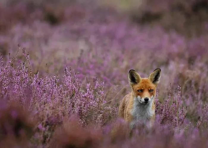 Semesterbostad Vrijstaand In Het Bos Met Prive Sauna Beekbergen
