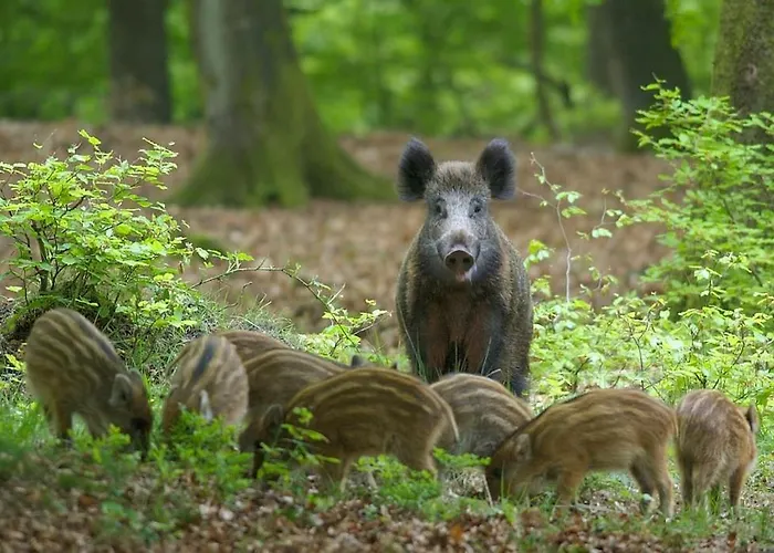 Semesterbostad Vrijstaand In Het Bos Met Prive Sauna