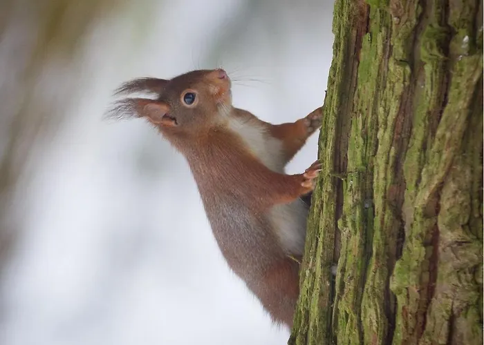 Vrijstaand In Het Bos Met Prive Sauna Semesterbostad *