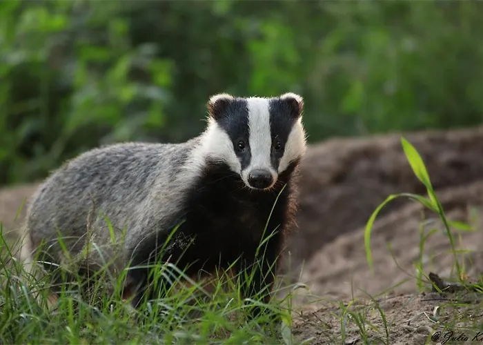 Vrijstaand In Het Bos Met Prive Sauna Beekbergen
